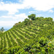 Colombia Condor Decaf